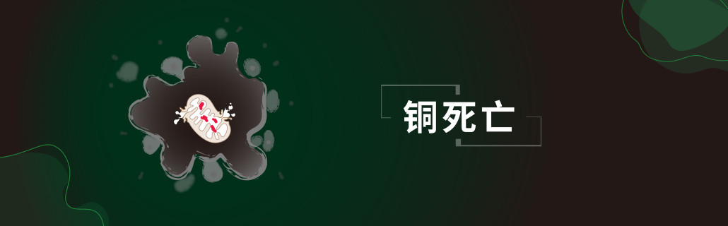 Cuproptosis_cn