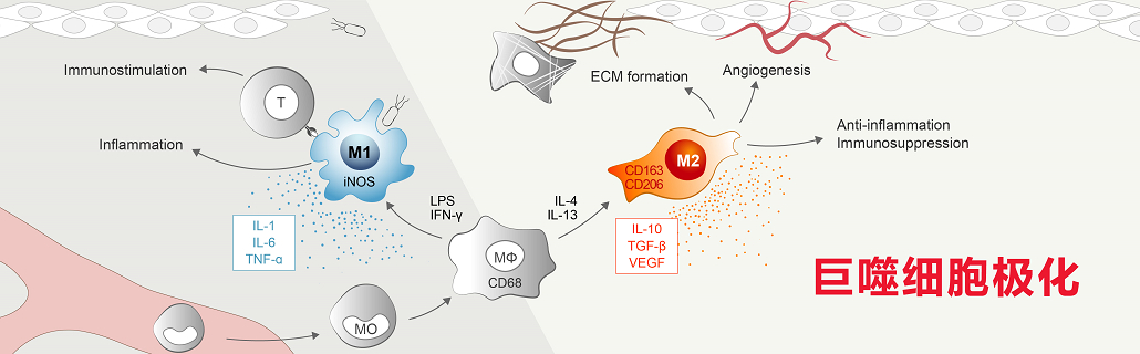Macrophage-polarization-cn