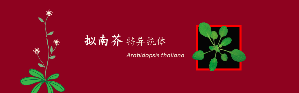 Antibodies for Arabidopsis thaliana