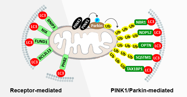 mitophagy
