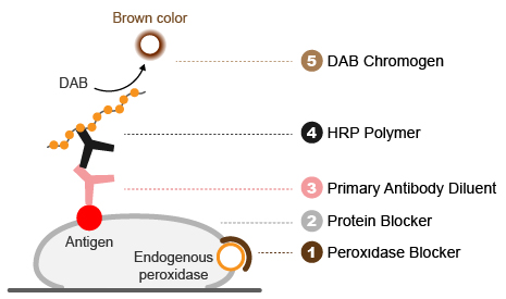HRP Polymer