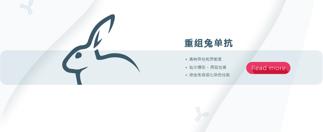 重组兔单抗